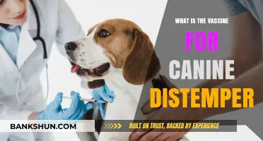 Understanding Canine Distemper: The Essential Vaccine for Your Dog's Health