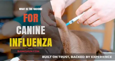 Understanding Canine Influenza: The Vaccine and Its Importance for Dogs