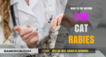 Understanding the Essential Cat Rabies Vaccine: Protection and Prevention Tips