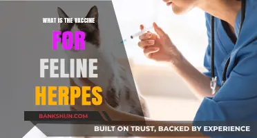Understanding Feline Herpes: Vaccine Options and Prevention Strategies