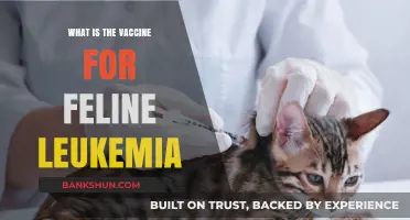 Understanding Feline Leukemia: The Vaccine and Its Importance Explained