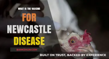 Understanding the Newcastle Disease Vaccine: Protection for Poultry Health