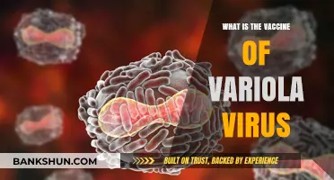 Understanding the Variola Virus Vaccine: History, Effectiveness, and Eradication