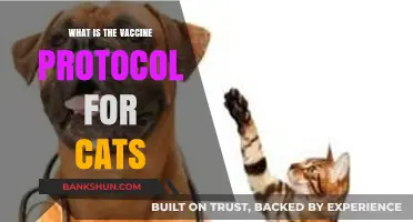 Understanding Essential Cat Vaccine Protocols for Optimal Feline Health