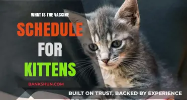 Essential Kitten Vaccine Schedule: Protecting Your Feline Friend's Health