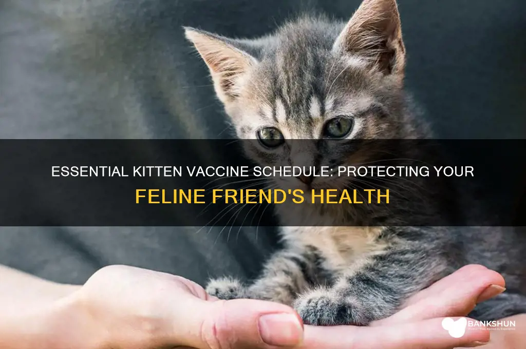 what is the vaccine schedule for kittens