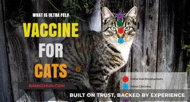 Understanding the Ultra FeLV Vaccine: Protecting Cats from Feline Leukemia