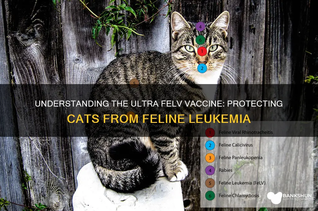 what is ultra felv vaccine for cats