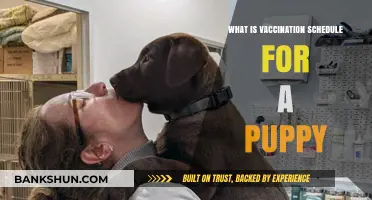 Essential Puppy Vaccination Schedule: A Complete Guide for New Pet Owners