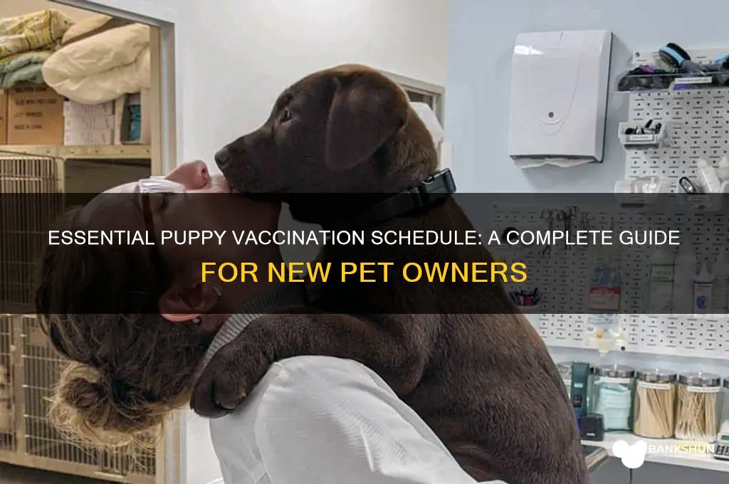 what is vaccination schedule for a puppy