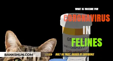 Understanding Feline Coronavirus Vaccines: Protection and Prevention for Cats