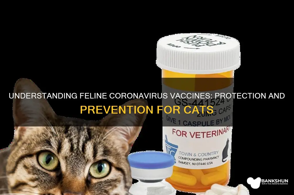 what is vaccine for coronavirus in felines