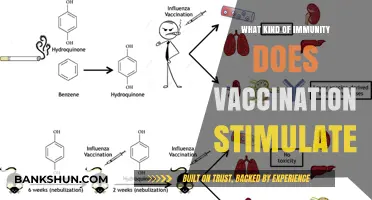 How Vaccines Activate Long-Term Immunity: Understanding the Body's Defense Response