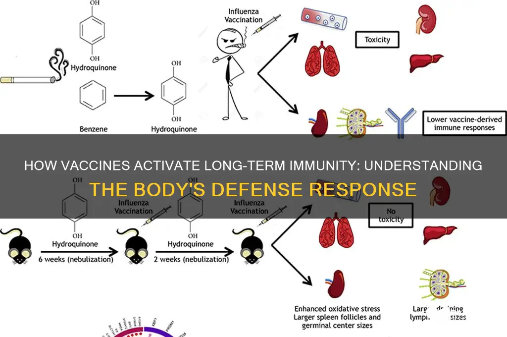 what kind of immunity does vaccination stimulate