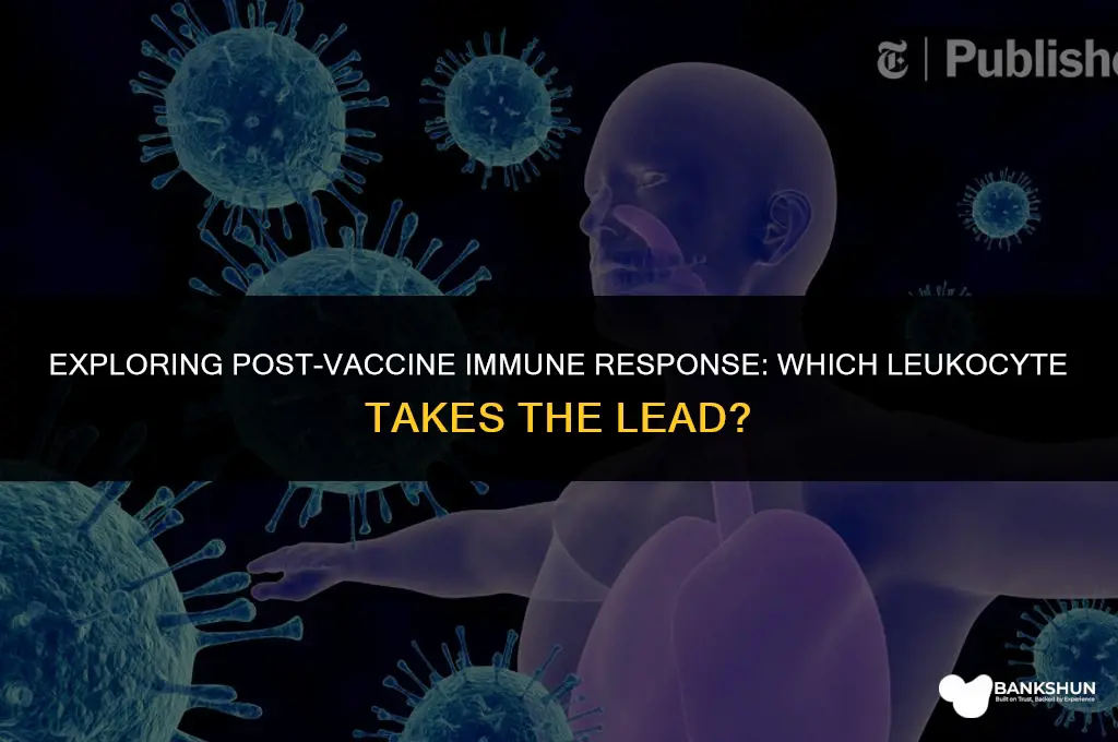 what leukocyte presents itself after a vaccine
