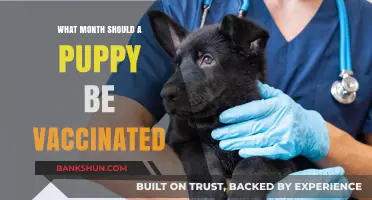 Protecting Your Furry Friend: The Ideal Month for Puppy Vaccinations