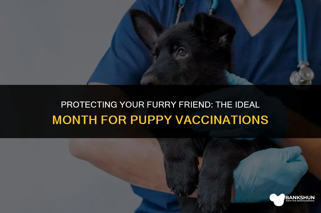 what month should a puppy be vaccinated