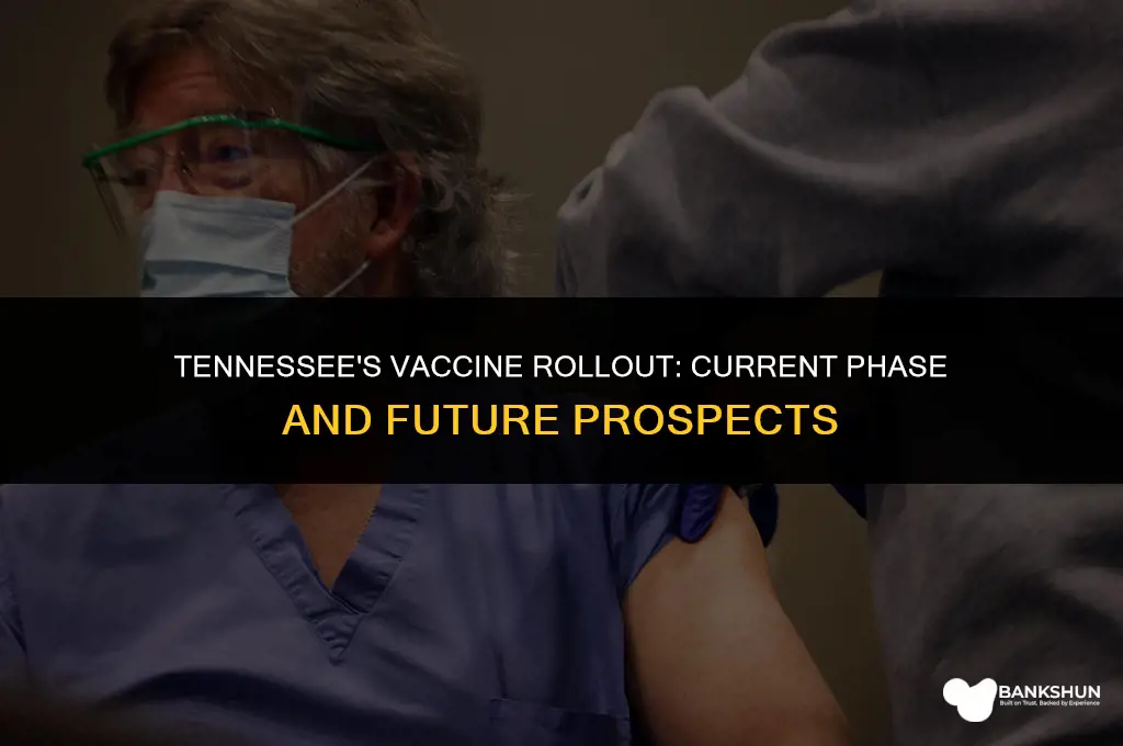 what phase is tn in for vaccine