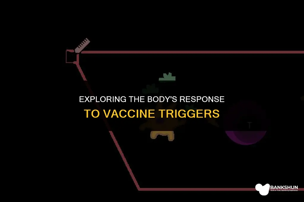 what rrsponse vaccine triggerrd in the body