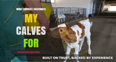 Essential Calf Vaccinations: Protecting Your Livestock's Health