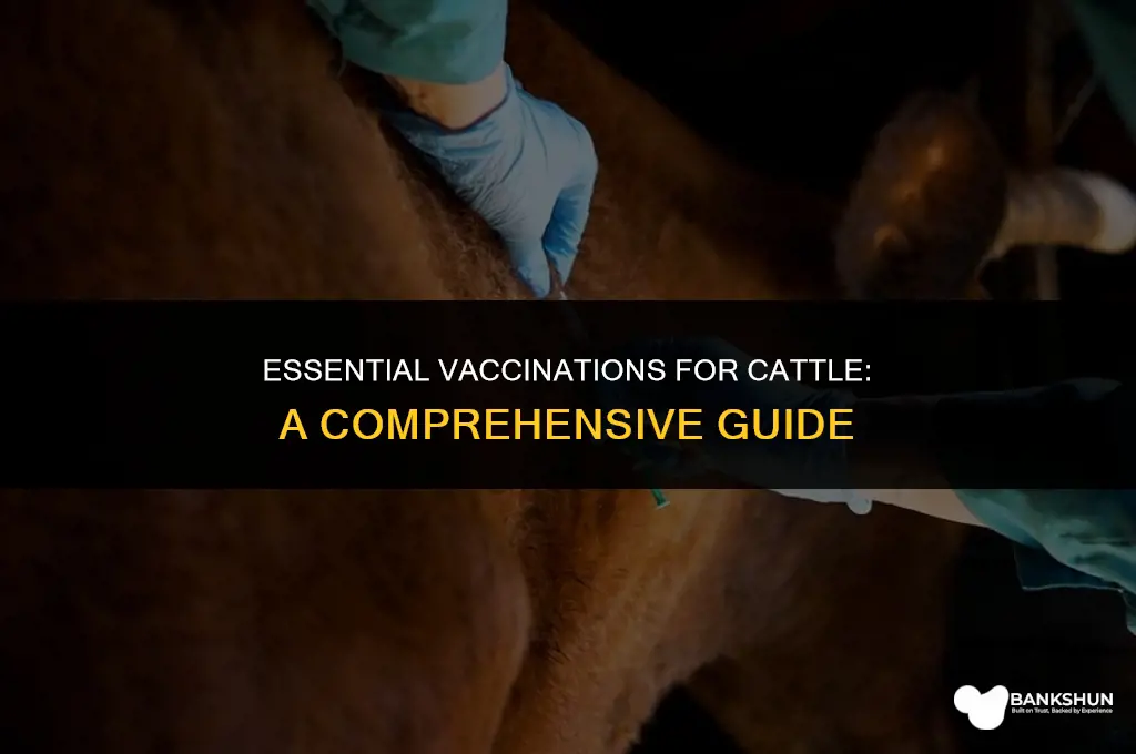 what should i vaccinate my cattle for