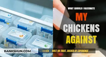 Essential Vaccinations for Your Chicken Flock's Health and Safety