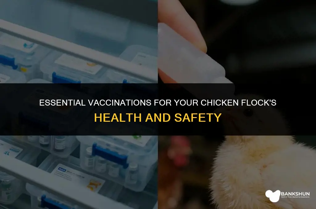 what should i vaccinate my chickens against
