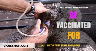 Essential Vaccinations for Katahdin Sheep: A Comprehensive Guide