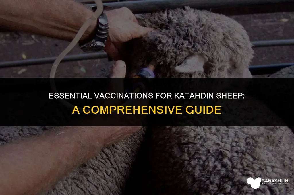 what should katahdin sheep be vaccinated for