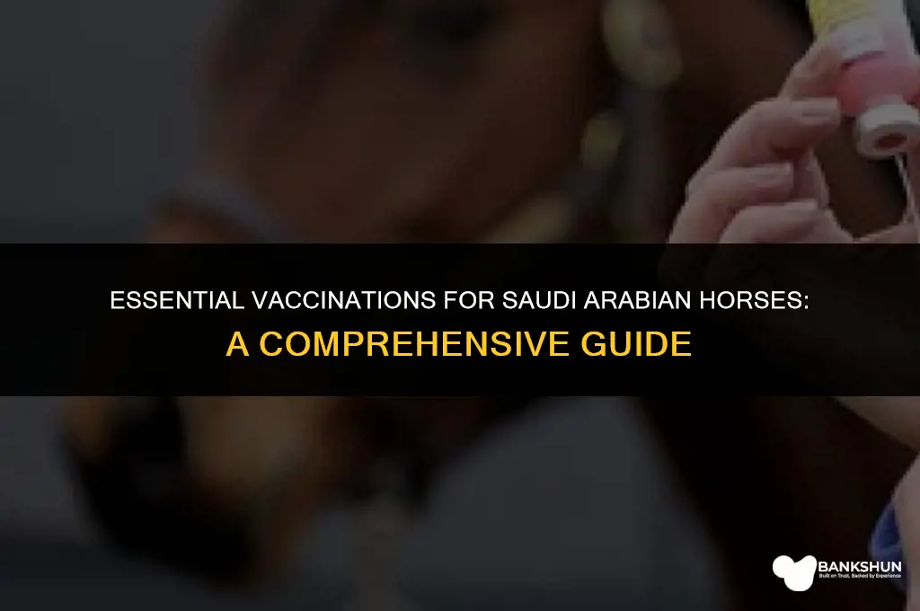 what should sa horses bbe vaccinated against