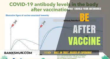 Boosting Immunity: Understanding Antibody Levels Post-Vaccination