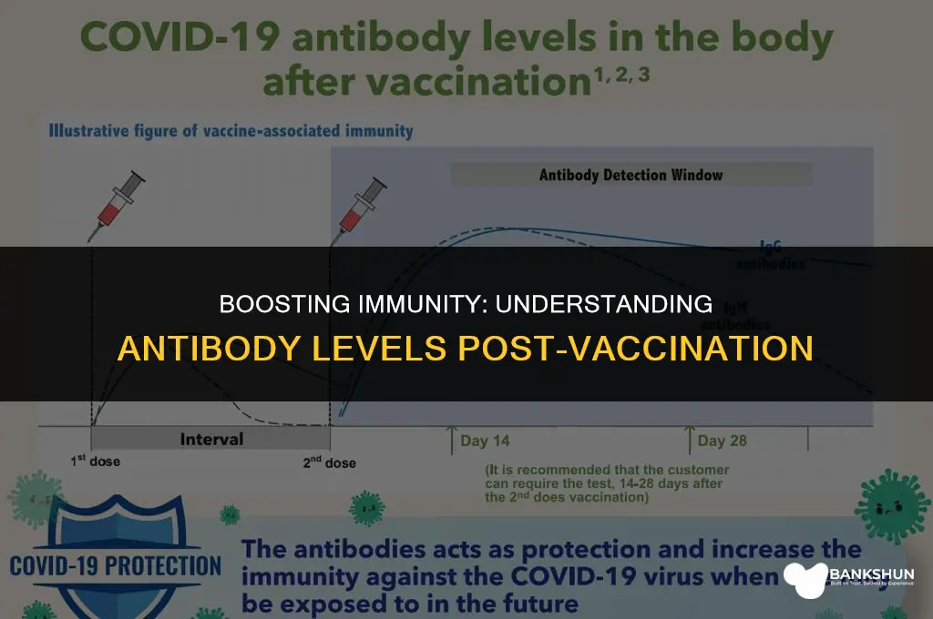 what should your antibodies be after vaccine