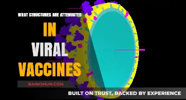 Understanding Viral Vaccine Efficacy: Key Structures and Their Attenuation
