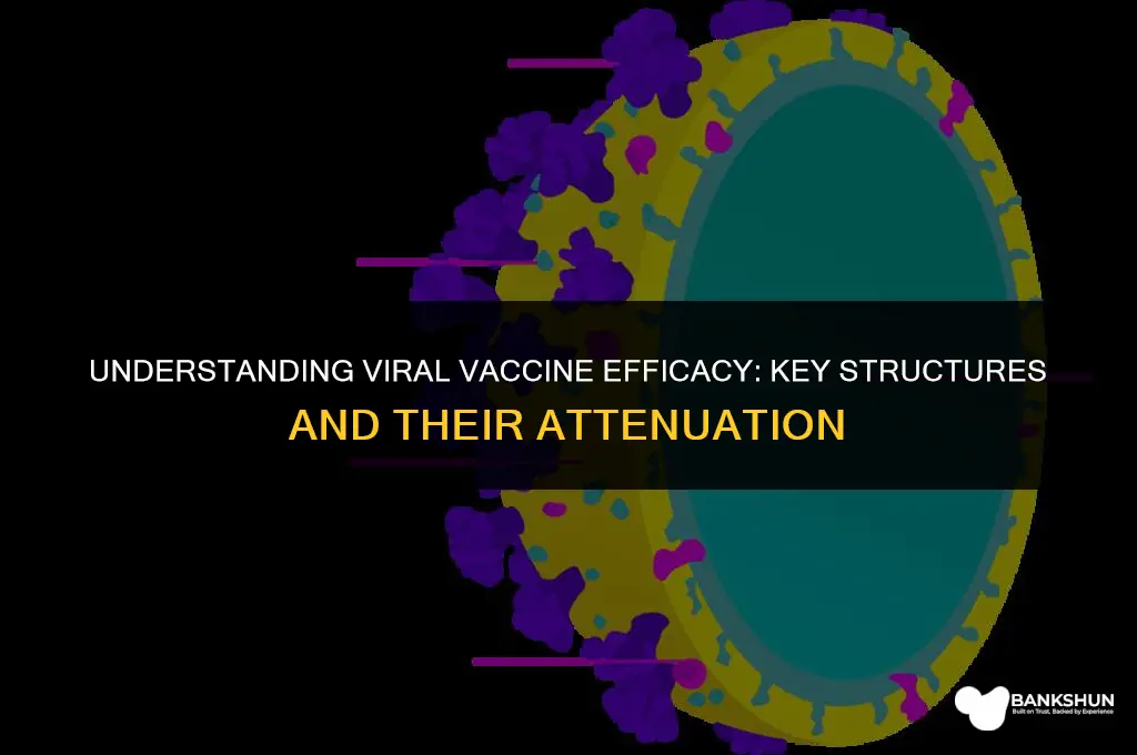 what structures are attenuated in viral vaccines