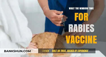 Understanding Rabies Vaccine Window: A Comprehensive Guide