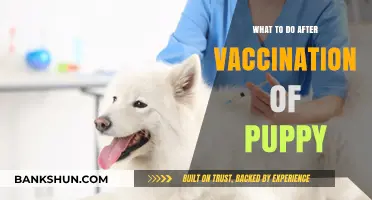 Post-Vaccination Care: Ensuring Your Puppy's Health and Happiness