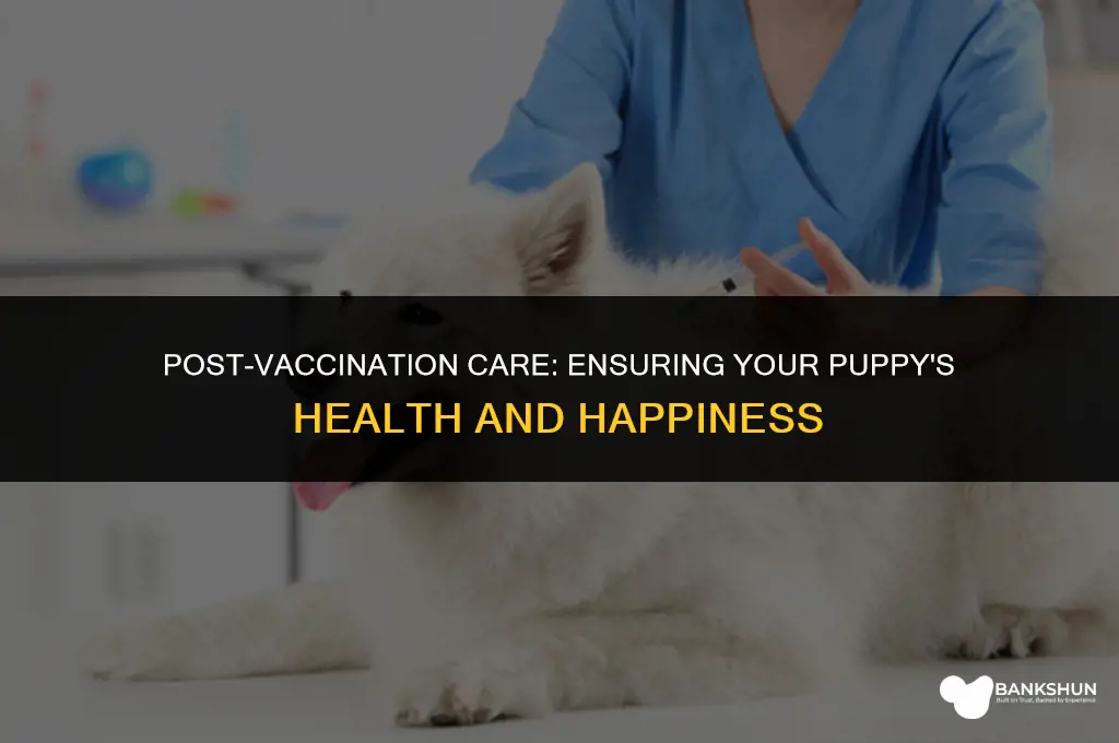 what to do after vaccination of puppy