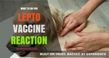 Managing Lepto Vaccine Reactions: A Comprehensive Guide