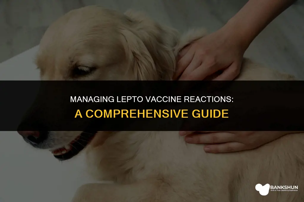 what to do for lepto vaccine reaction