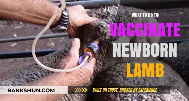 Safeguarding Newborn Lambs: A Comprehensive Guide to Vaccination