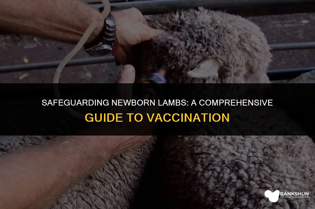what to do to vaccinate newborn lamb