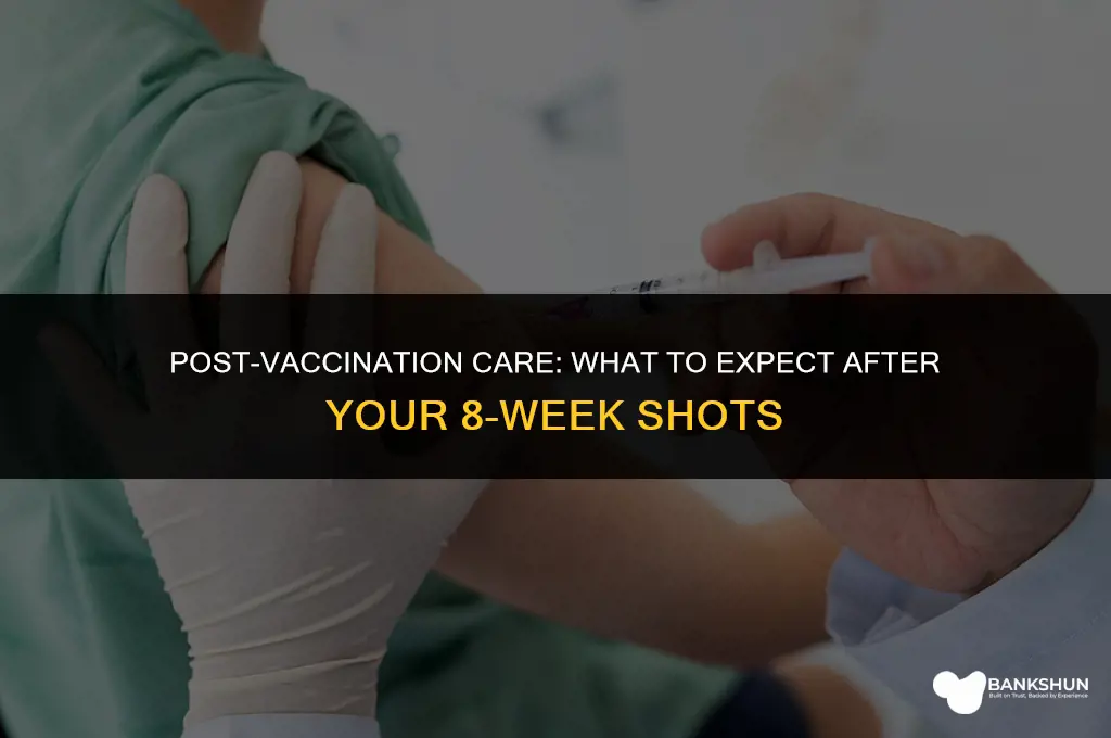 what to expect after 8 week vaccinations