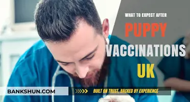 Puppy Vaccinations in the UK: What to Expect and How to Prepare