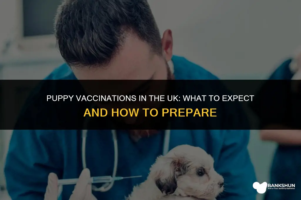 what to expect after puppy vaccinations uk