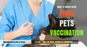 Post-Vaccination Care: What Pet Owners Need to Know