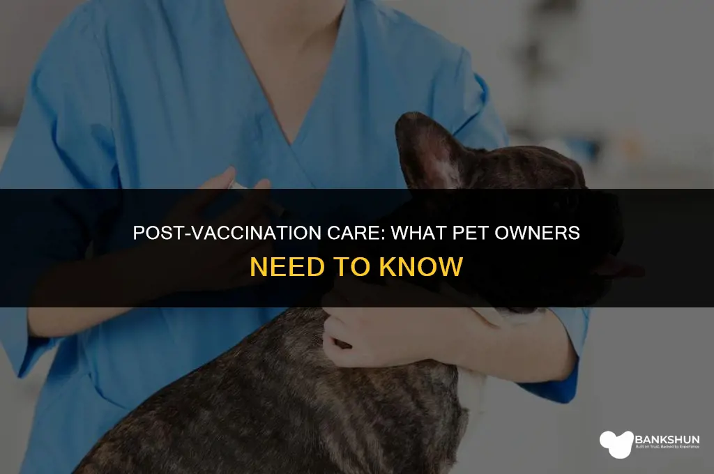 what to expect after your pets vaccination