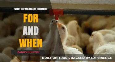 Essential Vaccinations for Broilers: A Comprehensive Guide