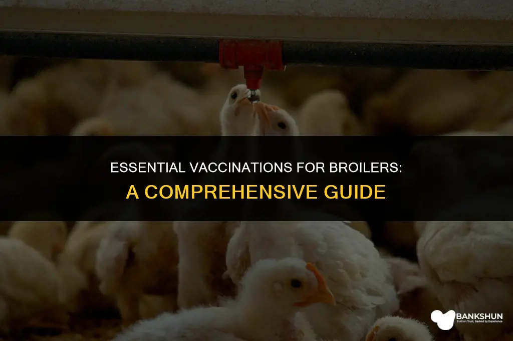 what to vaccinate broilers for and when