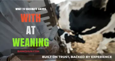 Essential Vaccinations for Calves at Weaning: A Comprehensive Guide