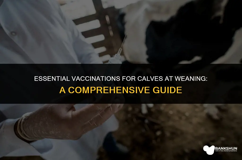 what to vaccinate calves with at weaning